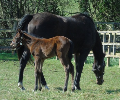 2020 colt by Australia